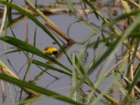 Slender-billed Weaver (Ploceus pelzelni)