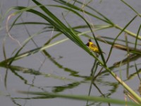 Slender-billed Weaver (Ploceus pelzelni)