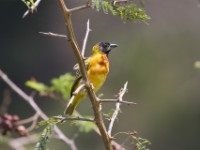 Black-headed Weaver (Ploceus melanocephalus)