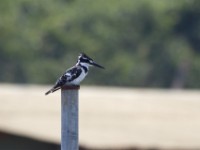 Pied Kingfisher (Ceryle rudis)