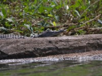 Nile Crocodile (Crocodylus niloticus)