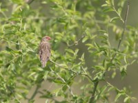 Red-billed Quelea (Quelea quelea)