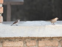 Swamp Flycatcher (Muscicapa aquatica)