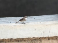 Swamp Flycatcher (Muscicapa aquatica)