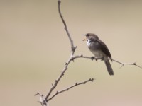 Swamp Flycatcher (Muscicapa aquatica)