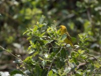 Slender-billed Weaver (Ploceus pelzelni)