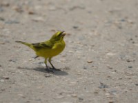 Brimstone Canary (Crithagra sulphurata)