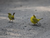 Brimstone Canary (Crithagra sulphurata)