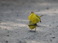 Brimstone Canary (Crithagra sulphurata)