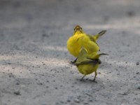 Brimstone Canary (Crithagra sulphurata)