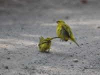 Brimstone Canary (Crithagra sulphurata)