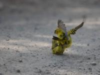 Brimstone Canary (Crithagra sulphurata)