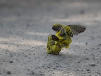 Brimstone Canary (Crithagra sulphurata)
