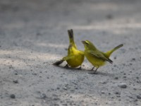 Brimstone Canary (Crithagra sulphurata)