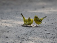 Brimstone Canary (Crithagra sulphurata)