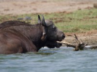 African Buffalo (Syncerus caffer)