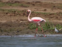 Lesser Flamingo (Phoeniconaias minor)