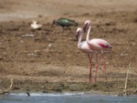Lesser Flamingo (Phoeniconaias minor)