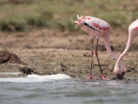Lesser Flamingo (Phoeniconaias minor)
