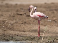 Lesser Flamingo (Phoeniconaias minor)