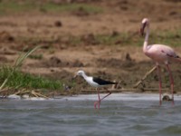 Black-winged Stilt (Himantopus himantopus)