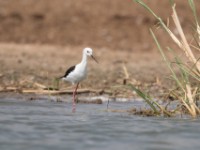 Black-winged Stilt (Himantopus himantopus)