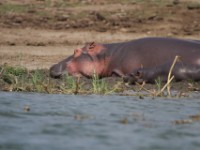 Hippopotamus (Hippopotamus amphibius)