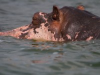 Hippopotamus (Hippopotamus amphibius)
