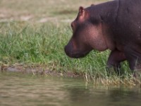 Hippopotamus (Hippopotamus amphibius)