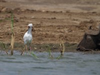 African Spoonbill (Platalea alba)