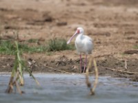 African Spoonbill (Platalea alba)