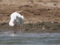 African Spoonbill (Platalea alba)