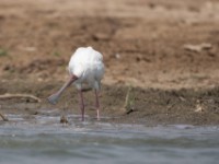 African Spoonbill (Platalea alba)