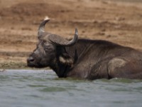 African Buffalo (Syncerus caffer)