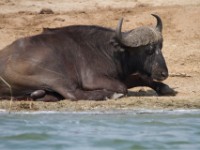 African Buffalo (Syncerus caffer)