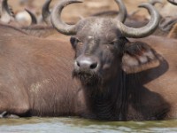 African Buffalo (Syncerus caffer)