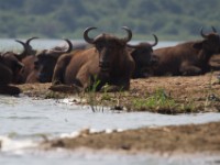 African Buffalo (Syncerus caffer)
