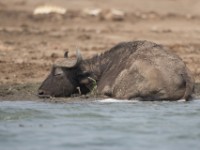 African Buffalo (Syncerus caffer)