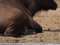 Yellow-billed Oxpecker (Buphagus africanus)