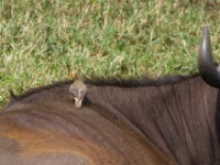 Yellow-billed Oxpecker (Buphagus africanus)