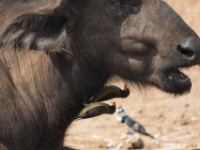 Yellow-billed Oxpecker (Buphagus africanus)