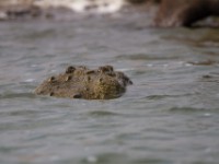 Nile Crocodile (Crocodylus niloticus)