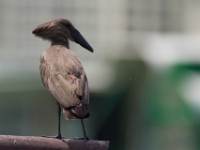 Hamerkop (Scopus umbretta)