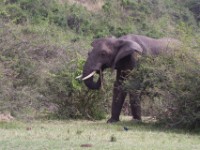 African Elephant (Loxodonta africana)