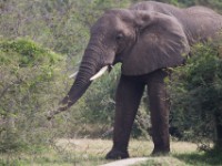 African Elephant (Loxodonta africana)