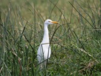 Western Cattle Egret (Bubulcus ibis)