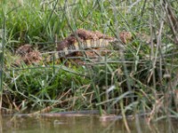 Nile Monitor (Varanus niloticus)