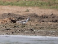 Common Greenshank (Tringa nebularia)