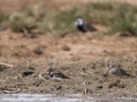 Ruff (Philomachus pugnax)