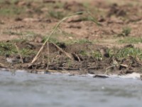 Collared Pratincole (Glareola pratincola)